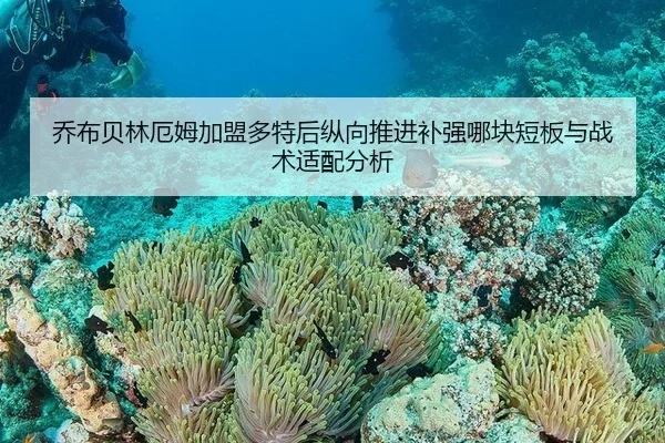 乔布贝林厄姆加盟多特后纵向推进补强哪块短板与战术适配分析